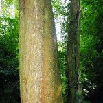 Stewartia monadelpha Bark