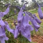 Jacaranda mimosifolia Blomst