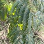Parapiptadenia rigida Yaprak