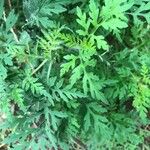 Ambrosia artemisiifolia List