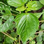 Laportea interrupta Leaf