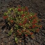 Rumex lunaria Habitat