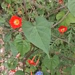Quamoclit coccinea Mosusu