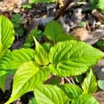 Stachyurus chinensis Folha