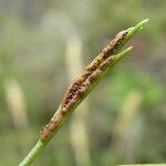 Asplenium septentrionale Плод