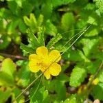 Potentilla reptansBlomma