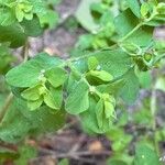 Euphorbia peplus পাতা