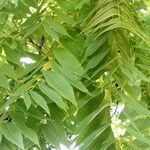 Juglans nigra Likasa