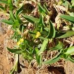 Commelina africana Levél