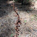 Pterospora andromedea Fruit