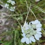 Orlaya grandiflora Blüte