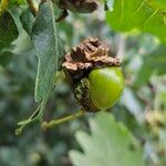 Quercus robur Mosusu