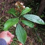 Miconia conorufescens Drugo