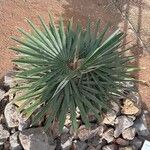 Coccothrinax borhidiana Leaf