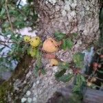Quercus faginea Gyümölcs