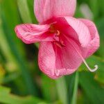 Hesperantha coccineaFiore