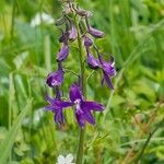 Delphinium tricorne ফুল