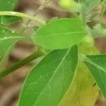 Rhinacanthus nasutus Leaf