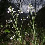 Cardamine pratensisFlor