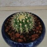 Echinocactus grusonii葉