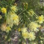 Acacia verticillata Flower