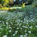 Leucanthemum ircutianum Характер