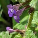 Glechoma hirsuta Flower