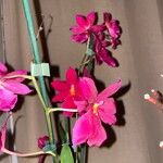 Cattleya brevipedunculata Çiçek