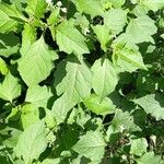 Solanum nigrumLeaf