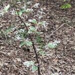 Deutzia albida Leaf