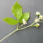 Rubus bertramii Blomma