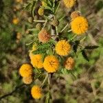 Acacia farnesiana फूल