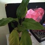 Spathiphyllum wallisiiപുഷ്പം