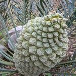 Macrozamia moorei Flower