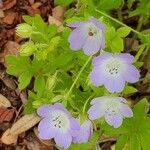 Nemophila phacelioides Цвят