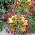 Erythrostemon gilliesii Flower