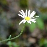 Anthemis cotulaKwiat