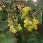 Berberis japonica Flor