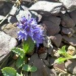 Veronica nummularia 花