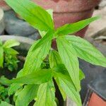 Clinacanthus nutans Leaf