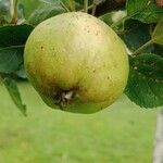 Malus domestica Fruit