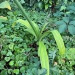 Hymenocallis liriosme Leaf