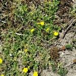 Potentilla brauneana