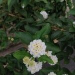 Lantana canescens Ліст