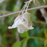 Rubus biflorus