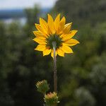 Helianthus occidentalis Flower