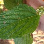 Lippia alba Folha