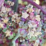 Chenopodium quinoa Frukto