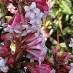 Viburnum × bodnantense Žiedas