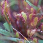 Drosera anglica Levél